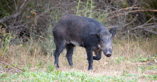 „Zachowaj dystans” od inwazyjnych świń wędrujących w GTA: MNRF