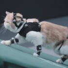 Black Myth: Wukong – zwiastun komediowy prezentuje celowo błędną rozgrywkę i mnóstwo kotów