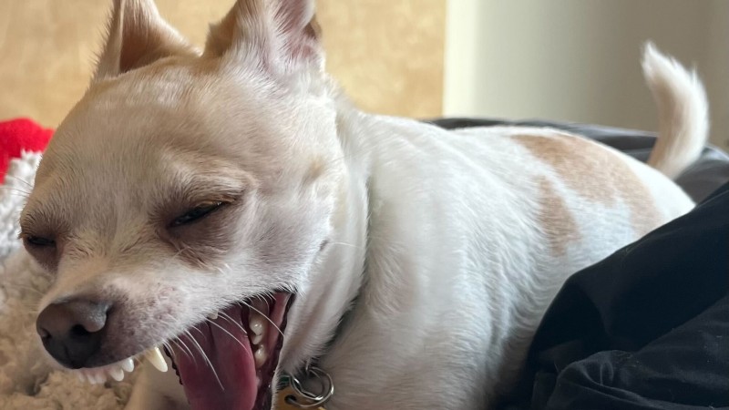 Weekend Warrior: Pet Edition – Przywitaj się z naszą futrzaną rodziną