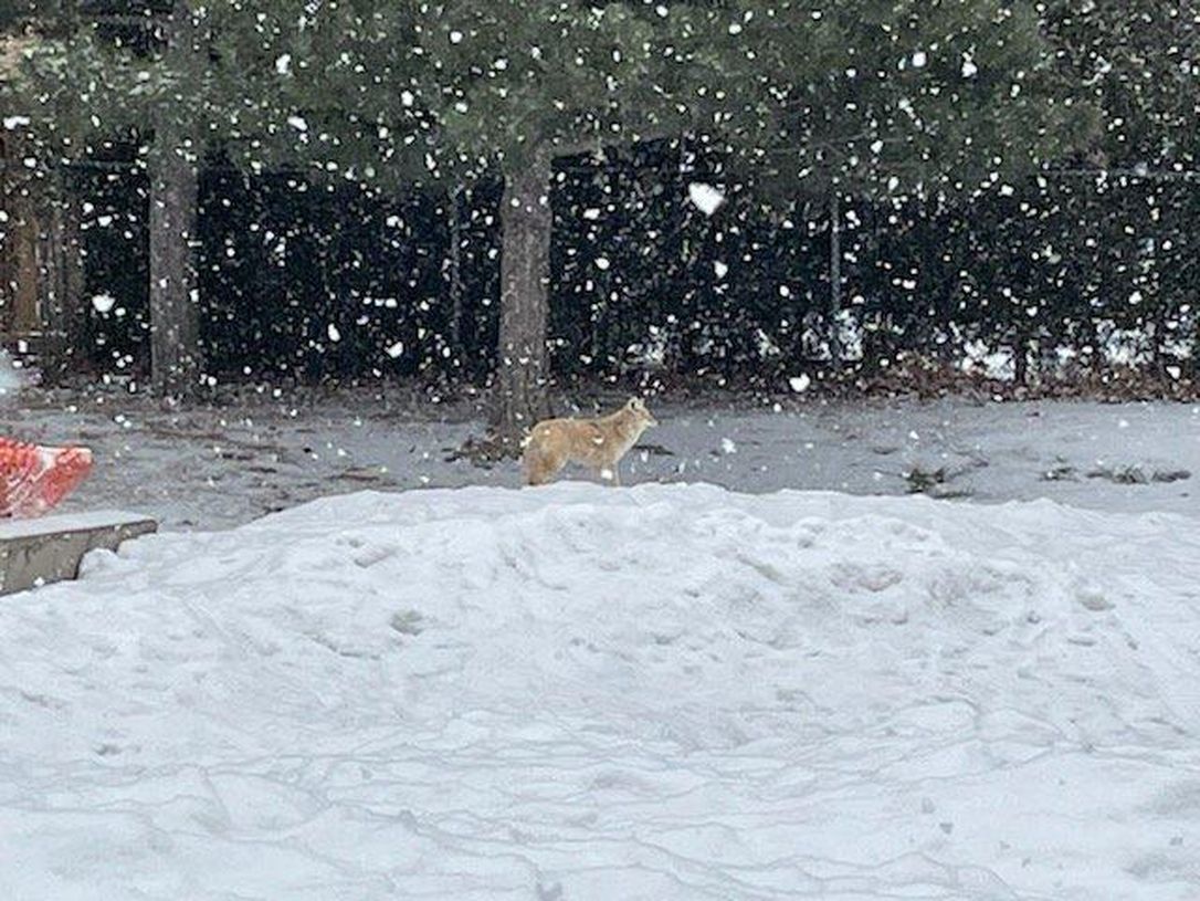A coyote roams the grounds of St. Basil Elementary School.