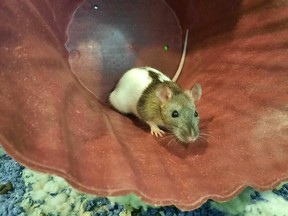 Polly Pocket, 10-miesięczny szczur bawiący się w dużej przewróconej misce