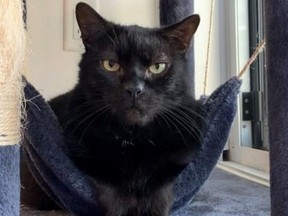 Czarny kot siedzi w hamaku dla kota