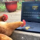 Ceny skrzynek CSGO gwałtownie rosną z powodu unboxingów celebrytów real life chickens open a CSGO case