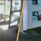 Obejrzyj zwiastun GTA VI inspirowany „bardzo prawdziwymi i dziwnymi” momentami na Florydzie Creo Gaming