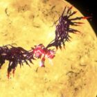 Shadow the Hedgehog powraca w Sonic Generations: odkryj jego nowe moce Creo Gaming