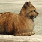 Dowiedz się, jak znaleźć koty w GTA Online i ukończ wyzwanie fotograficzne Creo Gaming