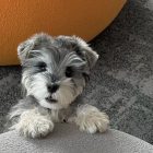 pokemon wind waves fake leak