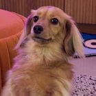 There's a dog that can play League of Legends better than you