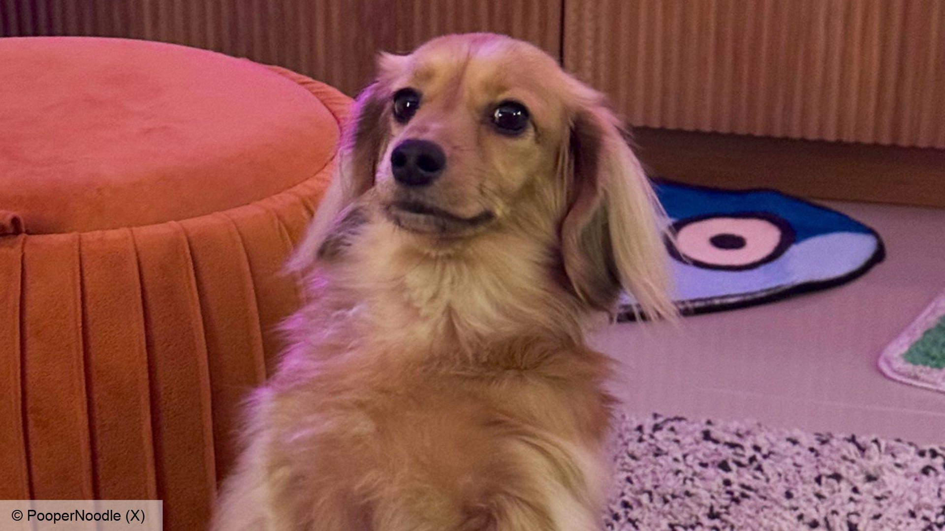 There's a dog that can play League of Legends better than you