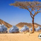 Pokémon Go: Odkryj nowy pustynny biom i wyzwania, jakie skrywa! Pokémon Go desert biome explained